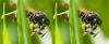 Polistes biglumis